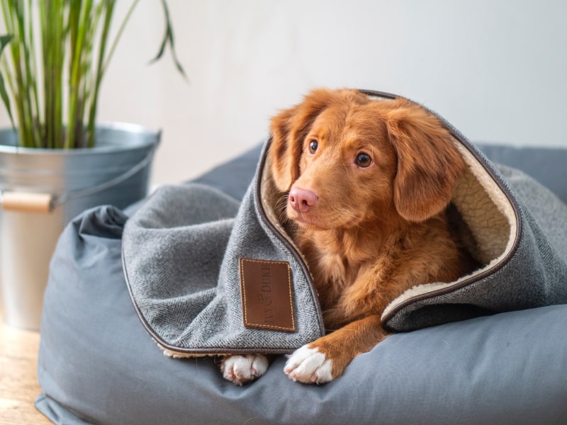 A photo of a brown colored dog who is laying under a blue blanket on a blue bed