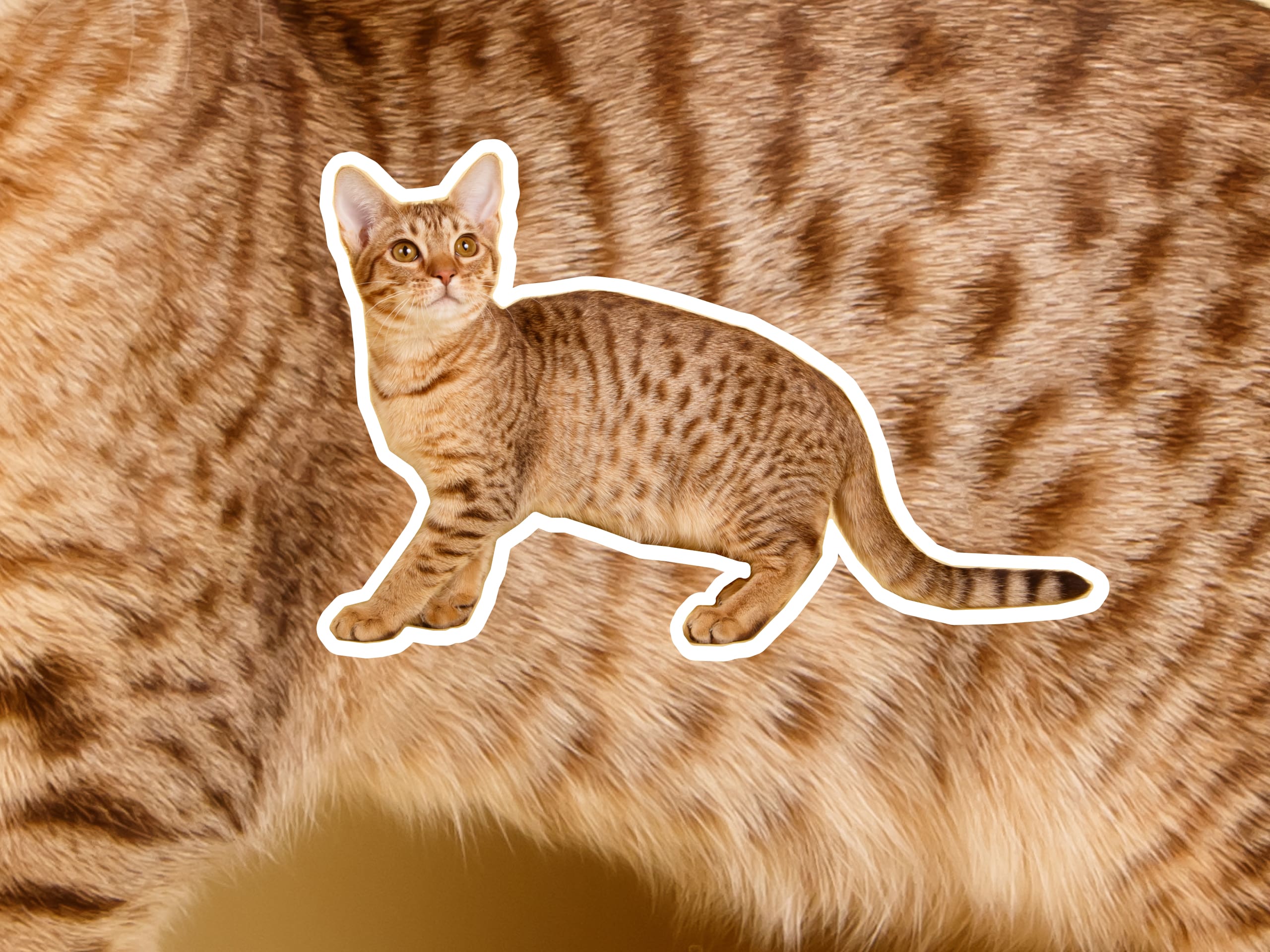 A photo of an ocicat cat