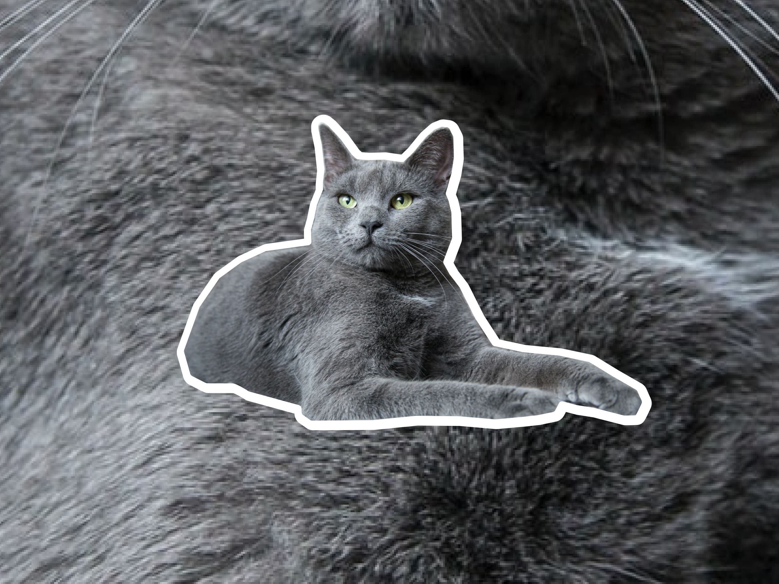 A gray Korat cat laying down