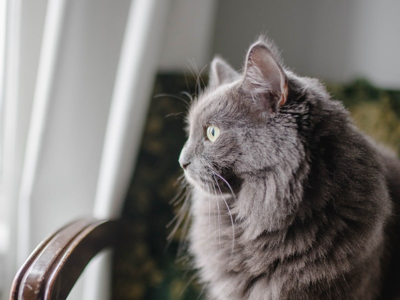 Photo of a long-haired gray cat looking out the window.
