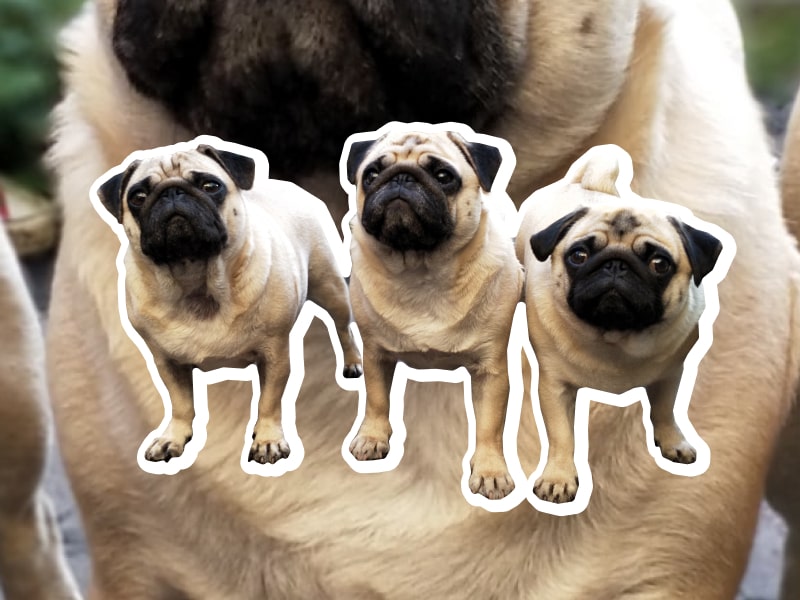 A photo collage of three fawn pugs who are standing up