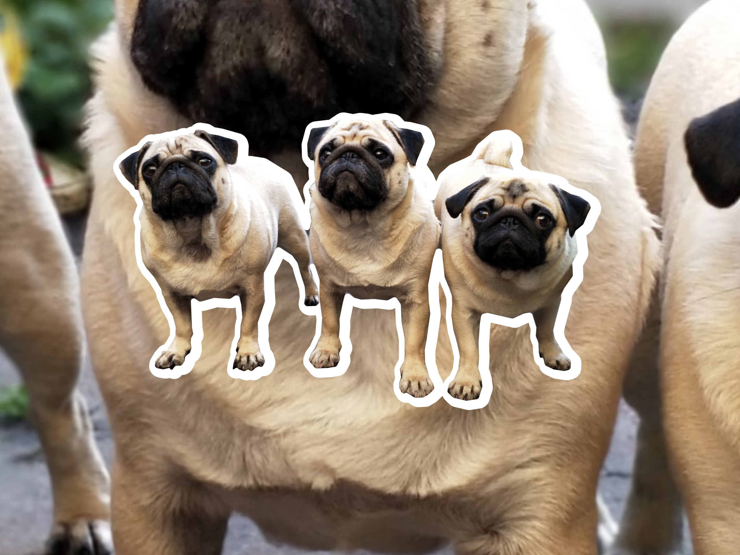 A photo collage of three fawn pugs who are standing up