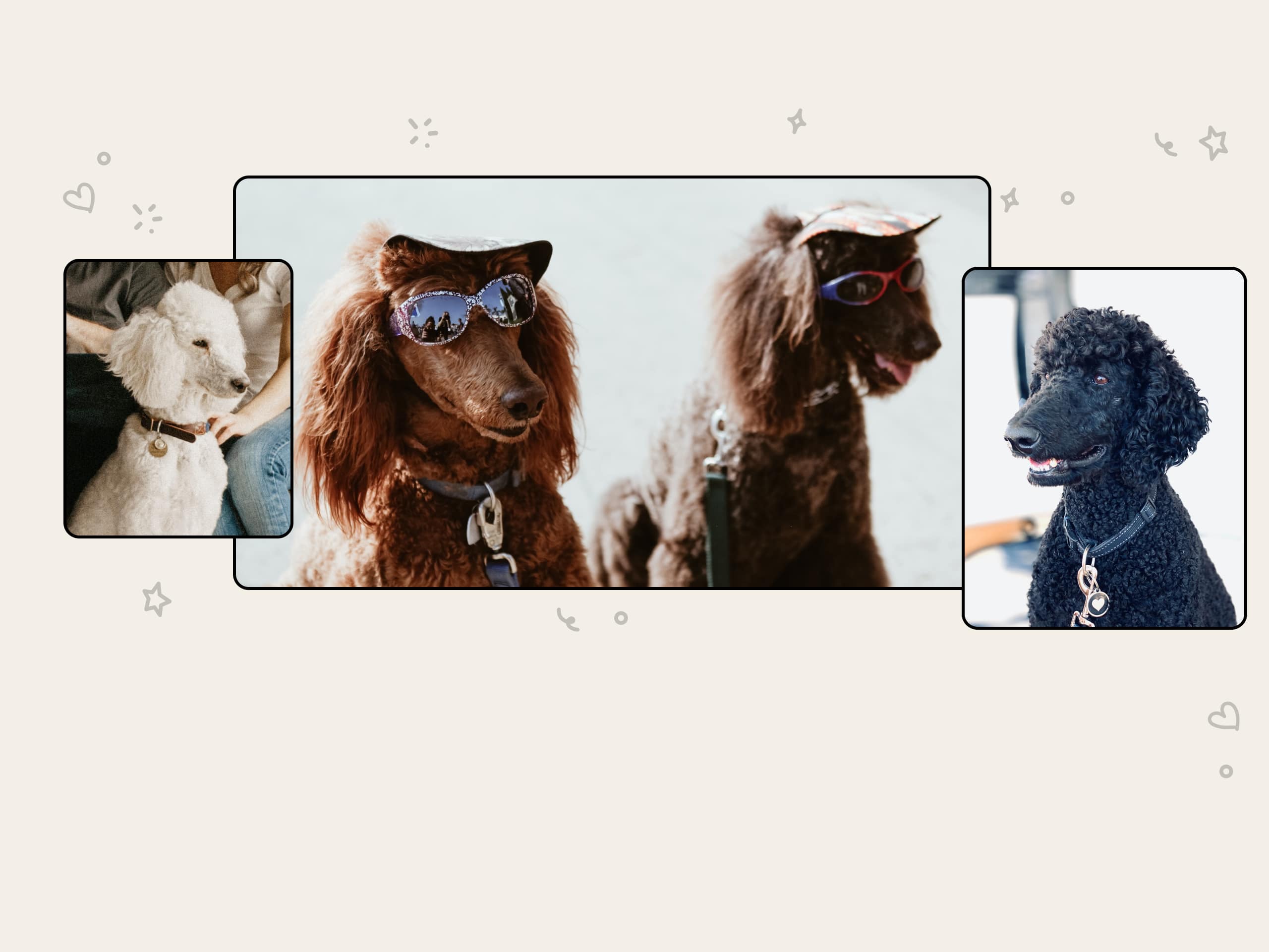 A photo of a white poodle, a photo of two brown boodles wearing sunglasses and hats and a photo of a black poodle
