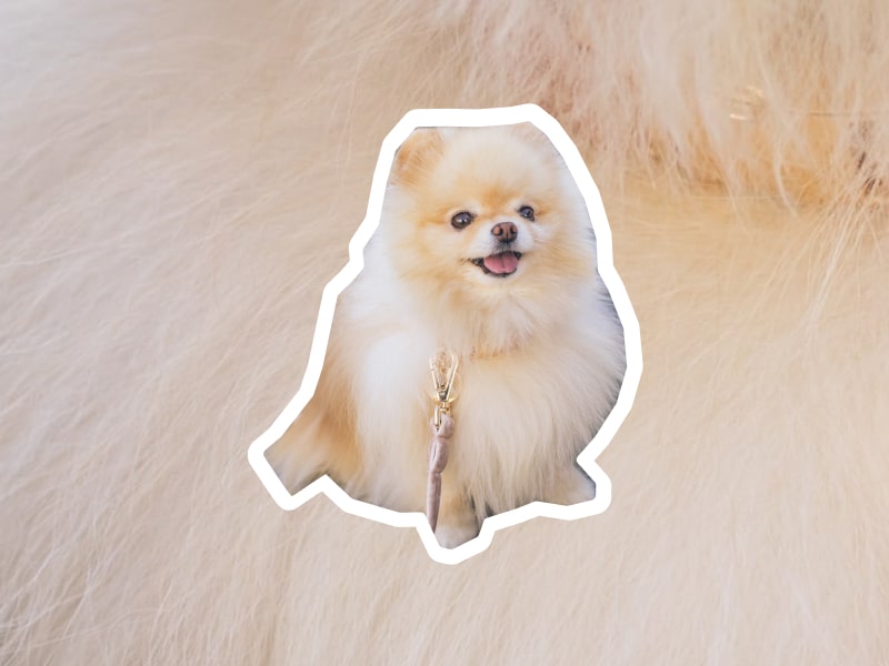 A photo of a fluffy Pomeranian dog