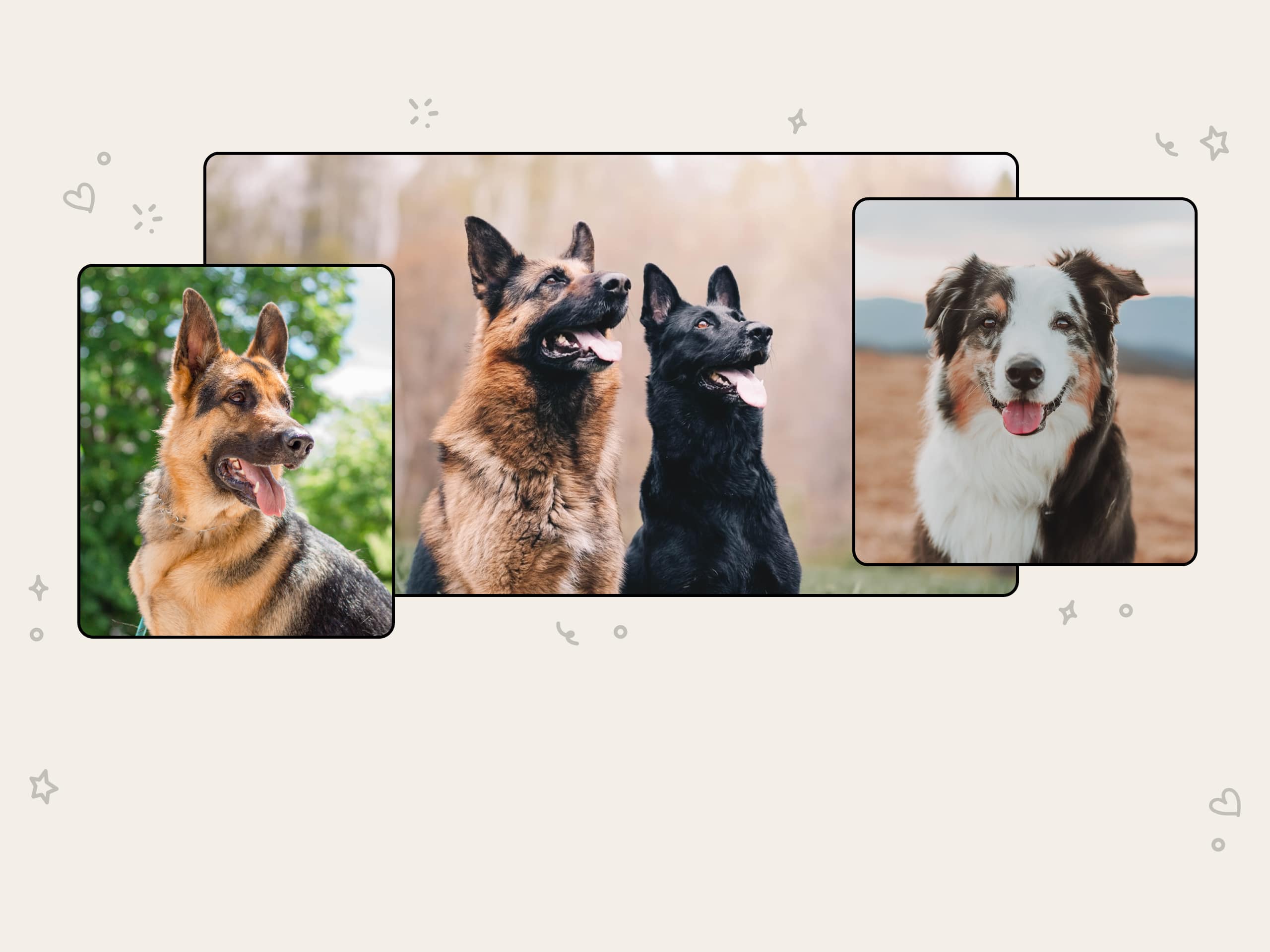 A German Shepherd with his tongue sticking out, two German Shepherds sitting up and a Shepherd looking at the camera
