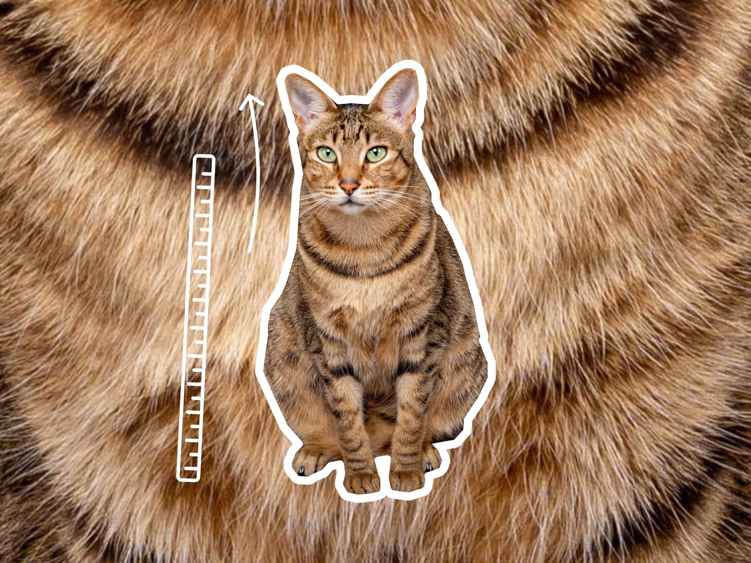 A Savannah cat sitting next to a drawing of a ruler to show how big they are