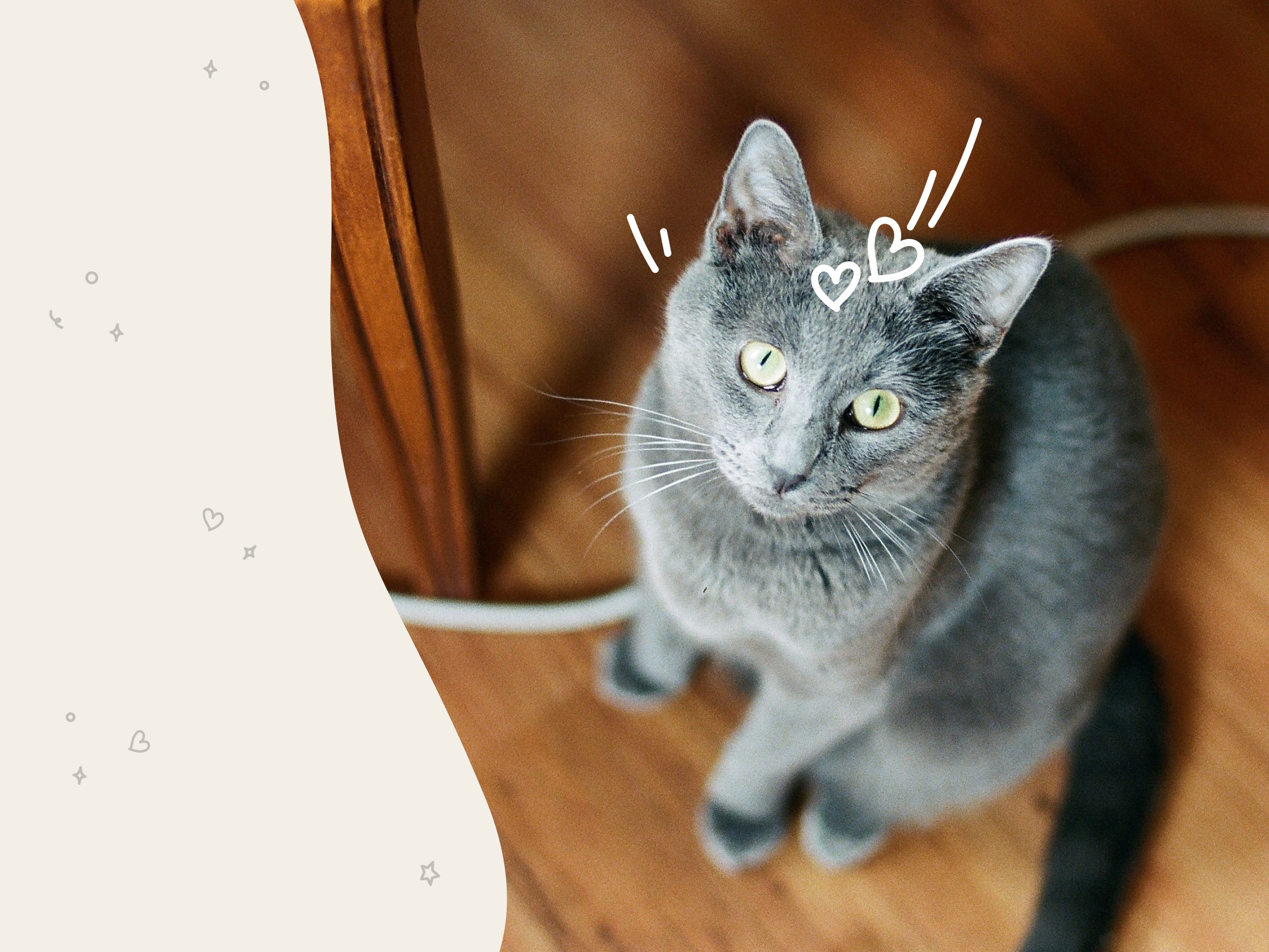 A Russian Blue cat sitting and looking up at the camera