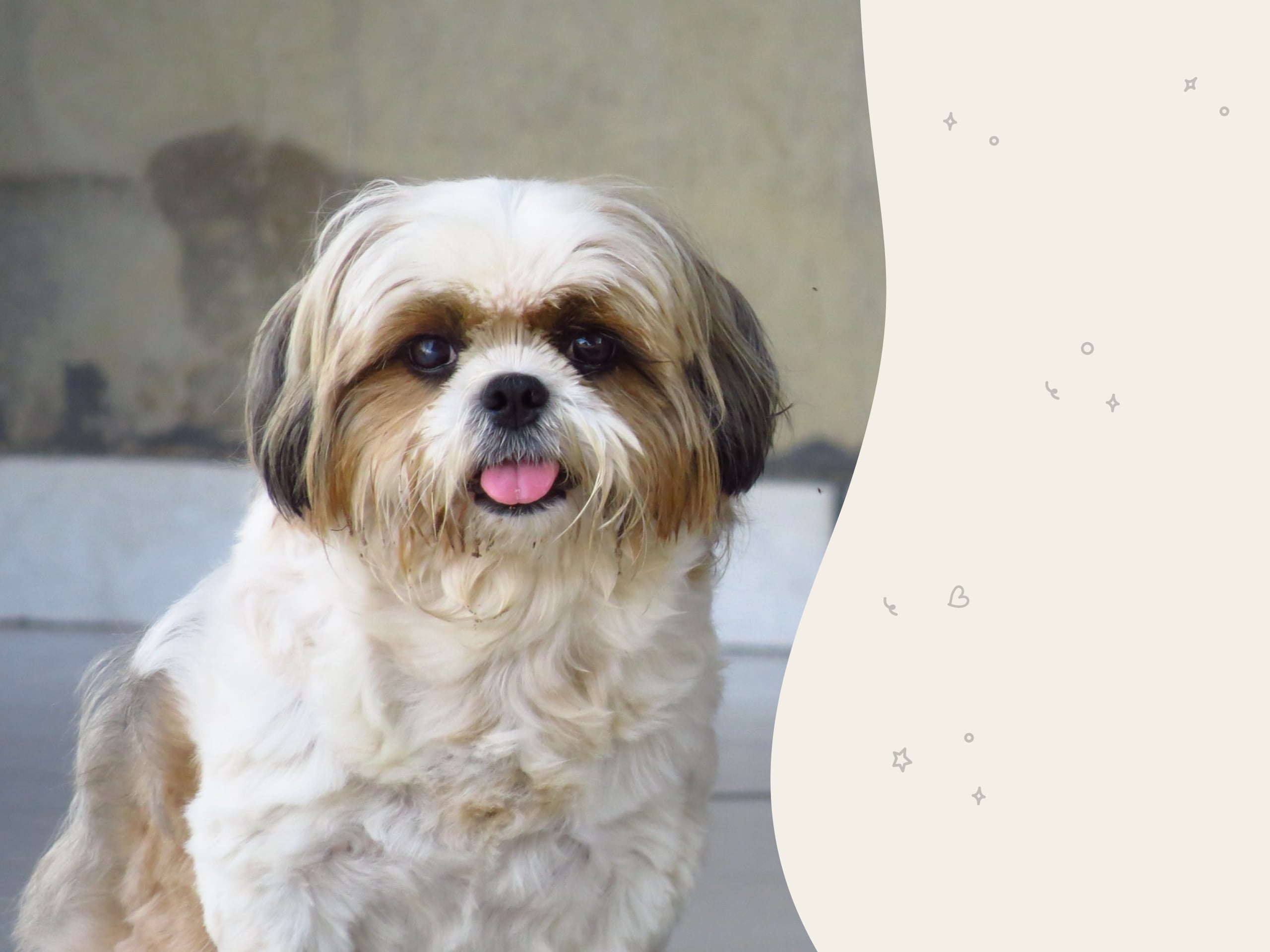 A photo of a Shih Tzu sitting and looking at the camera