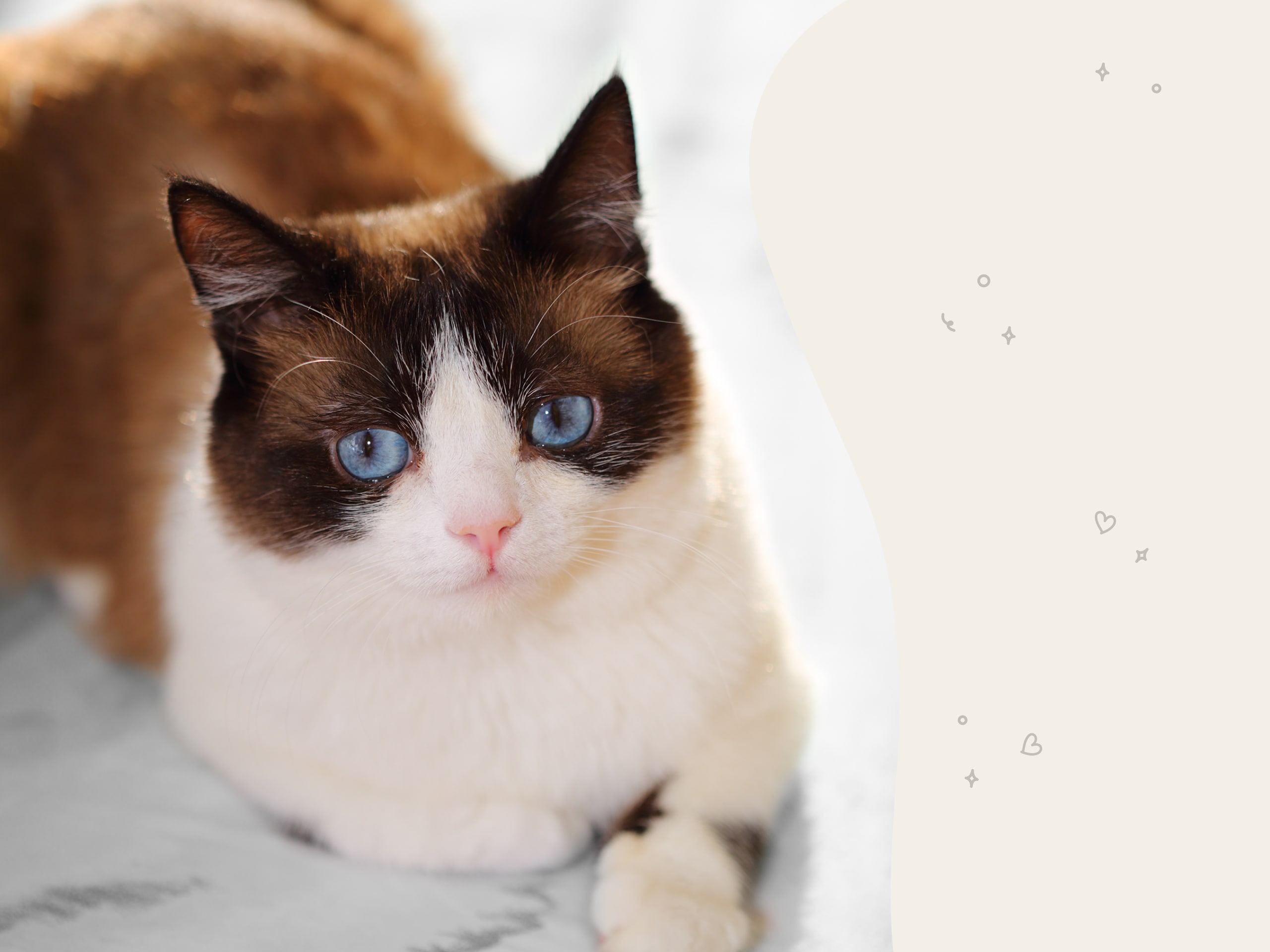 A snowshoe cat looking at the camera