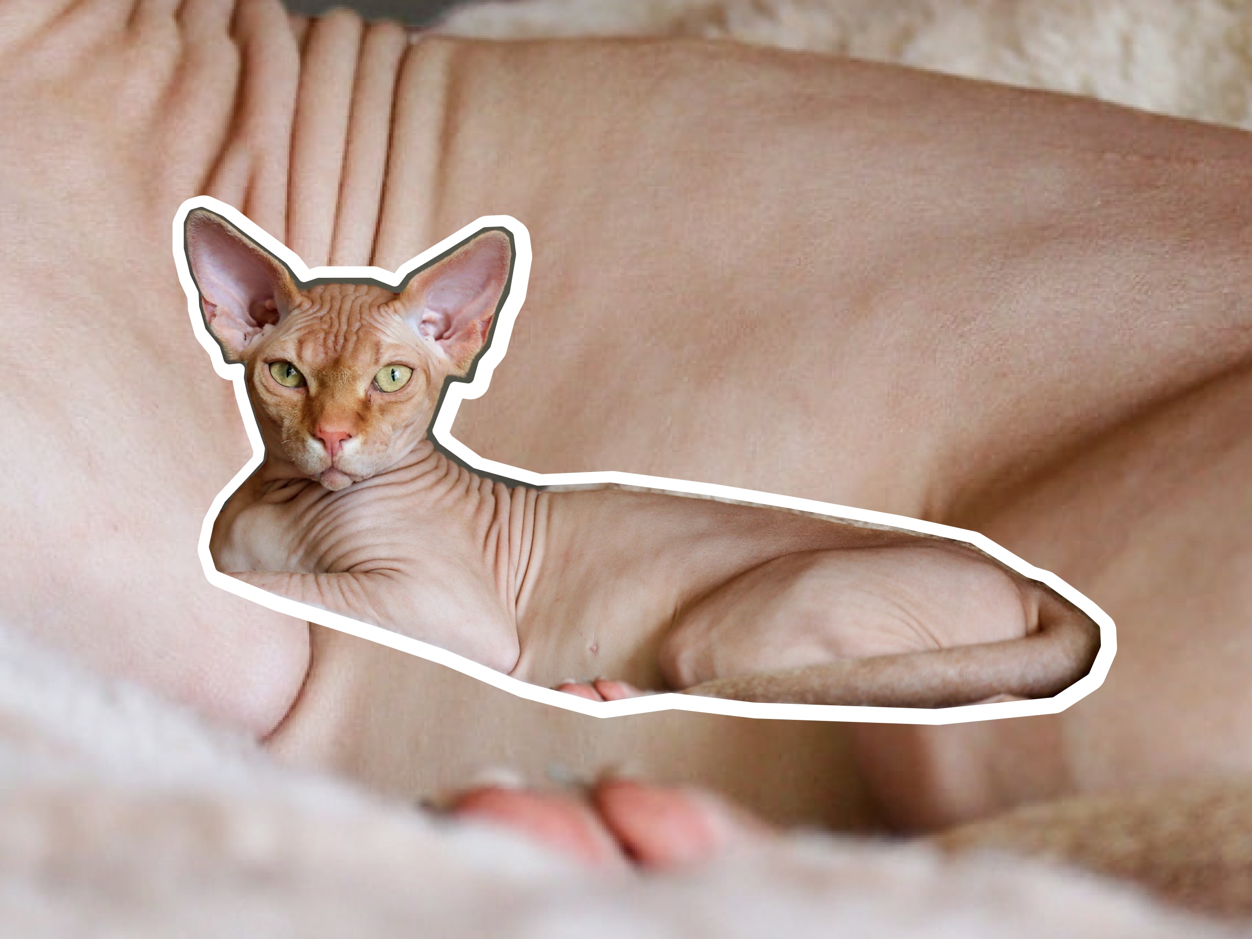 A photo of a Sphynx cat laying down