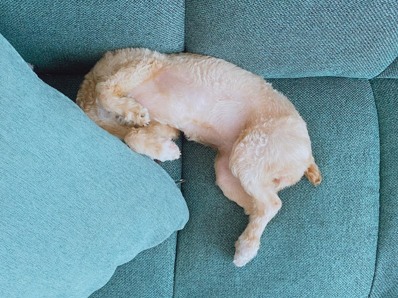 A dog hiding her head under a couch pillow