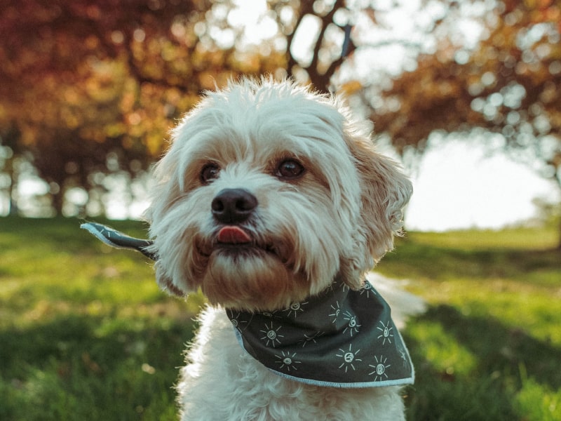 A photo of a small white dog licking his lips