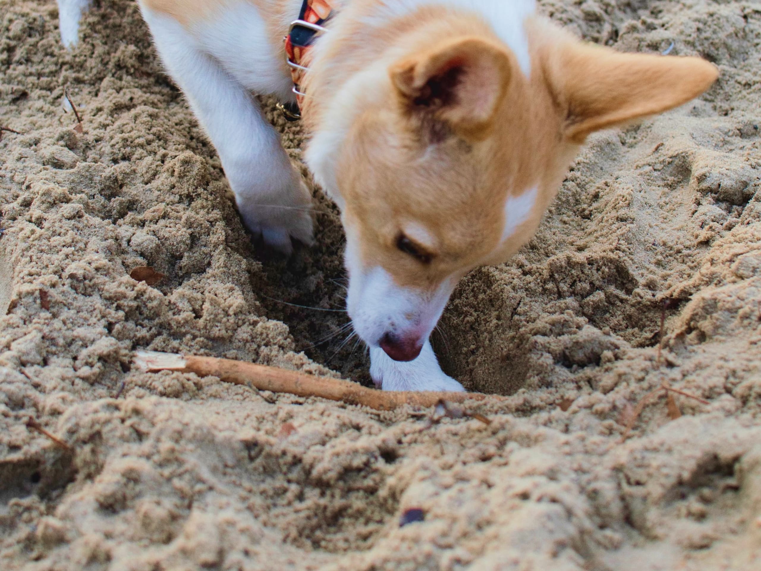 A dog digging in the sand