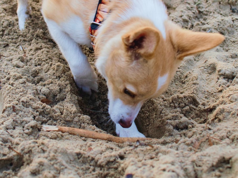 A dog digging in the sand