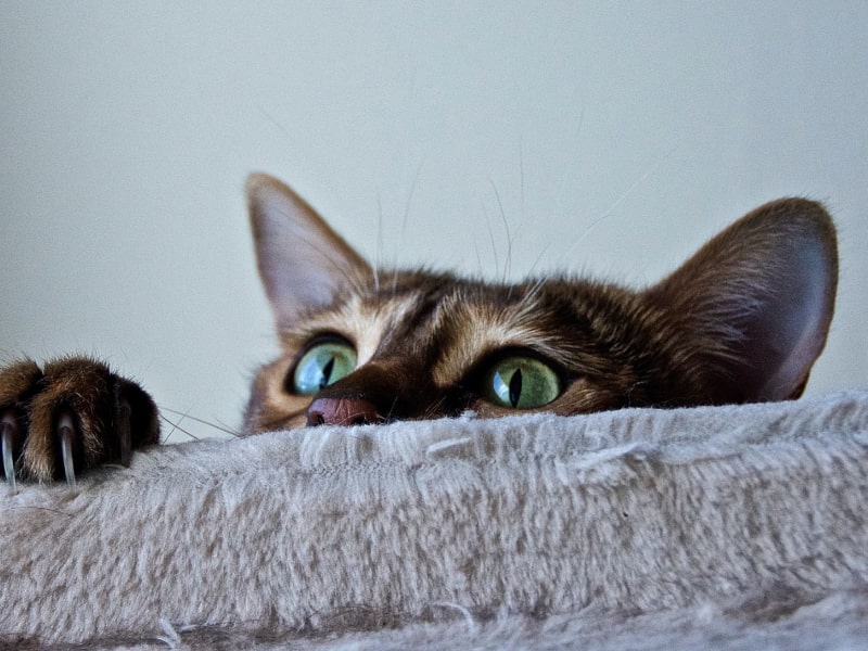 A photo of a cat with green eyes who is laying on a gray colored bed