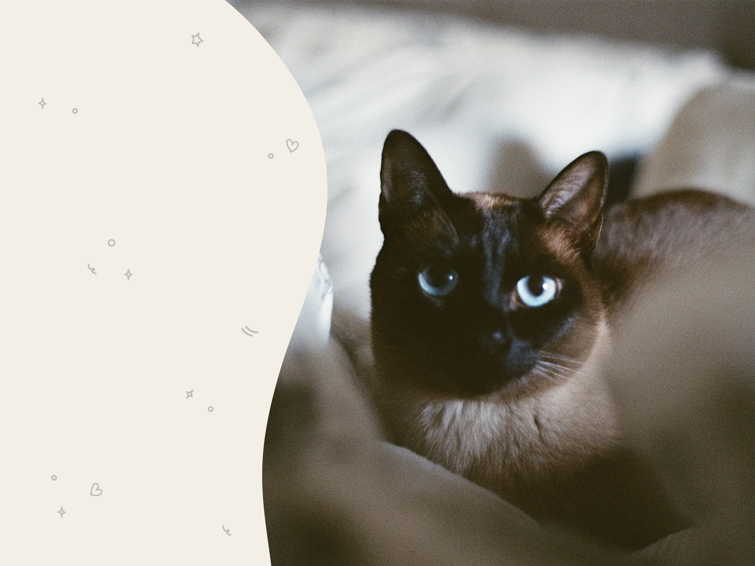 Image of a black and gray tonkinese cat