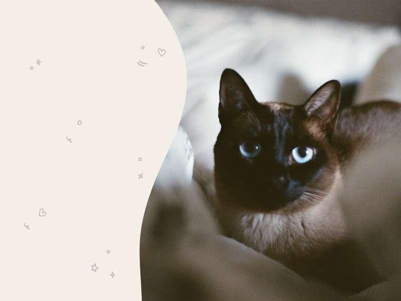 Image of a black and gray tonkinese cat
