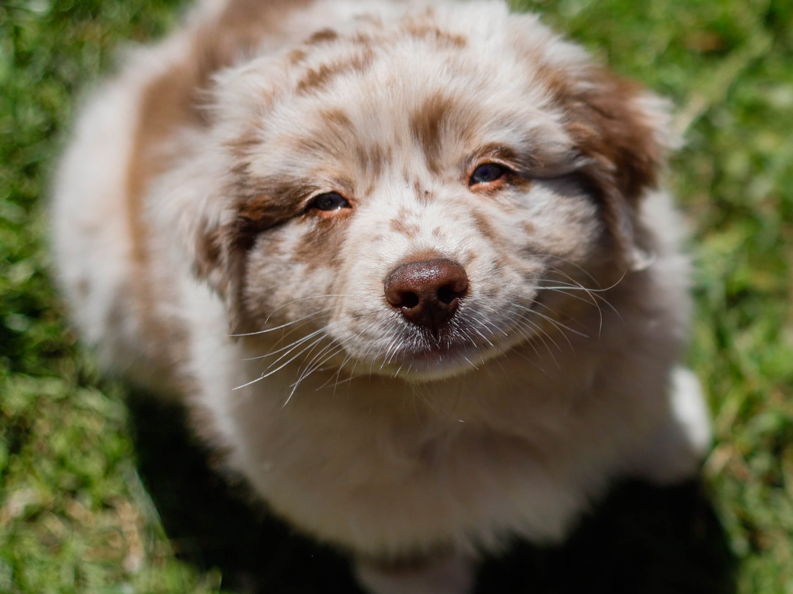 A fluffy white-and-brown speckled puppy looking up at the sun