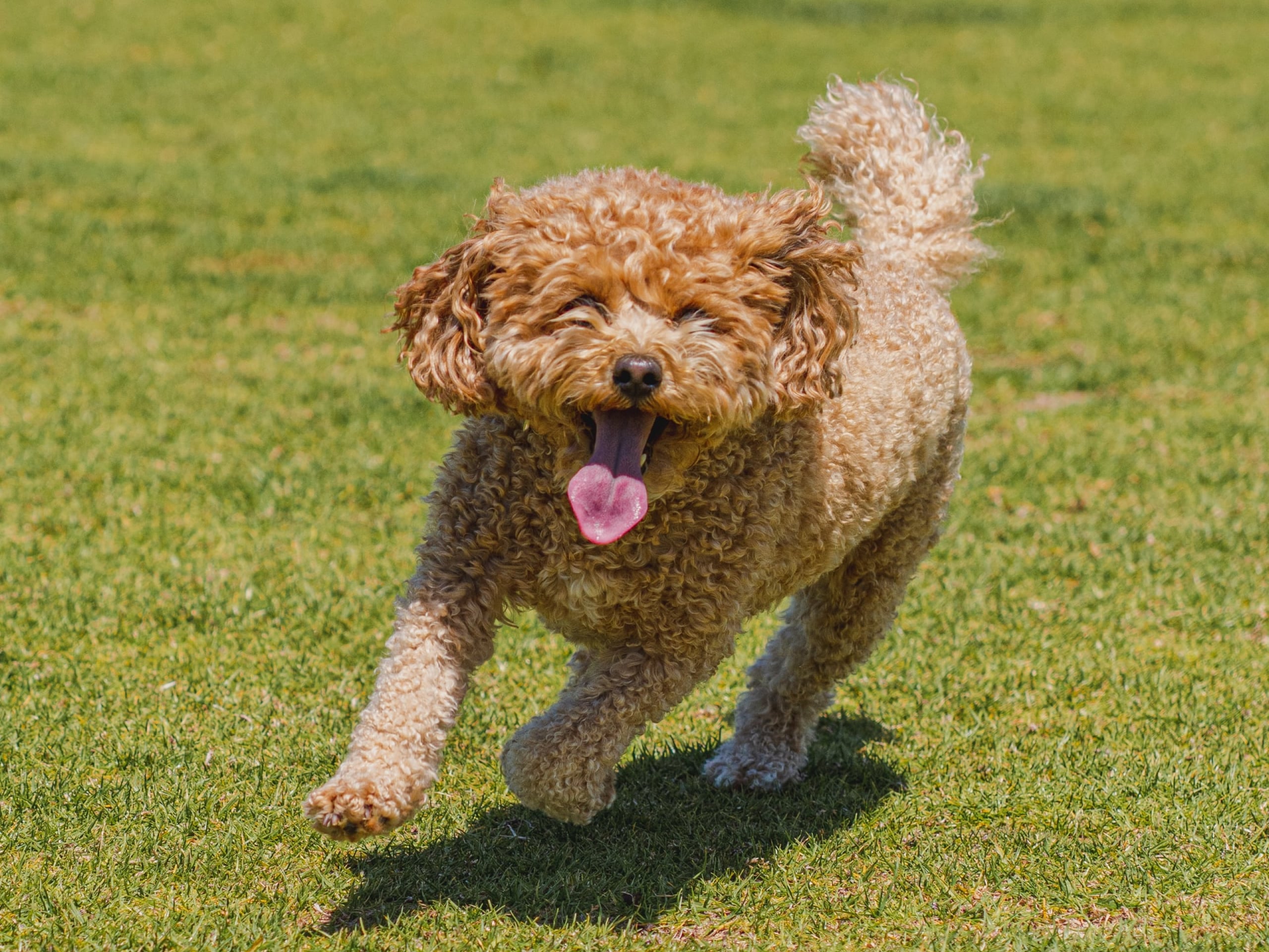A photo of a dog who is running through the grass