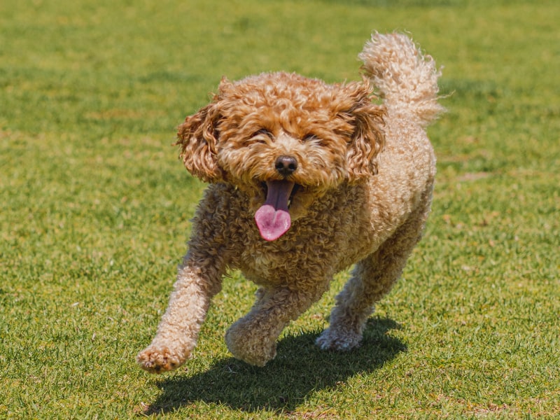 A photo of a dog who is running through the grass