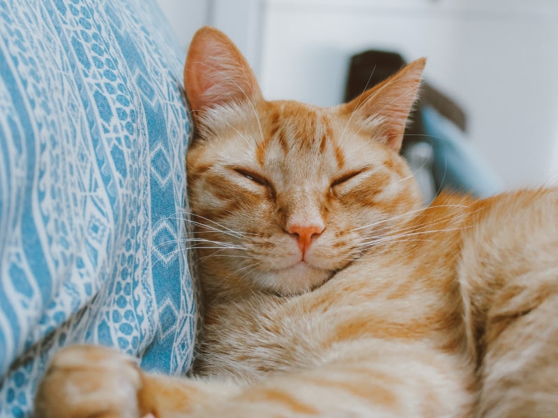 Photo of a sleeping orange cat’s face.