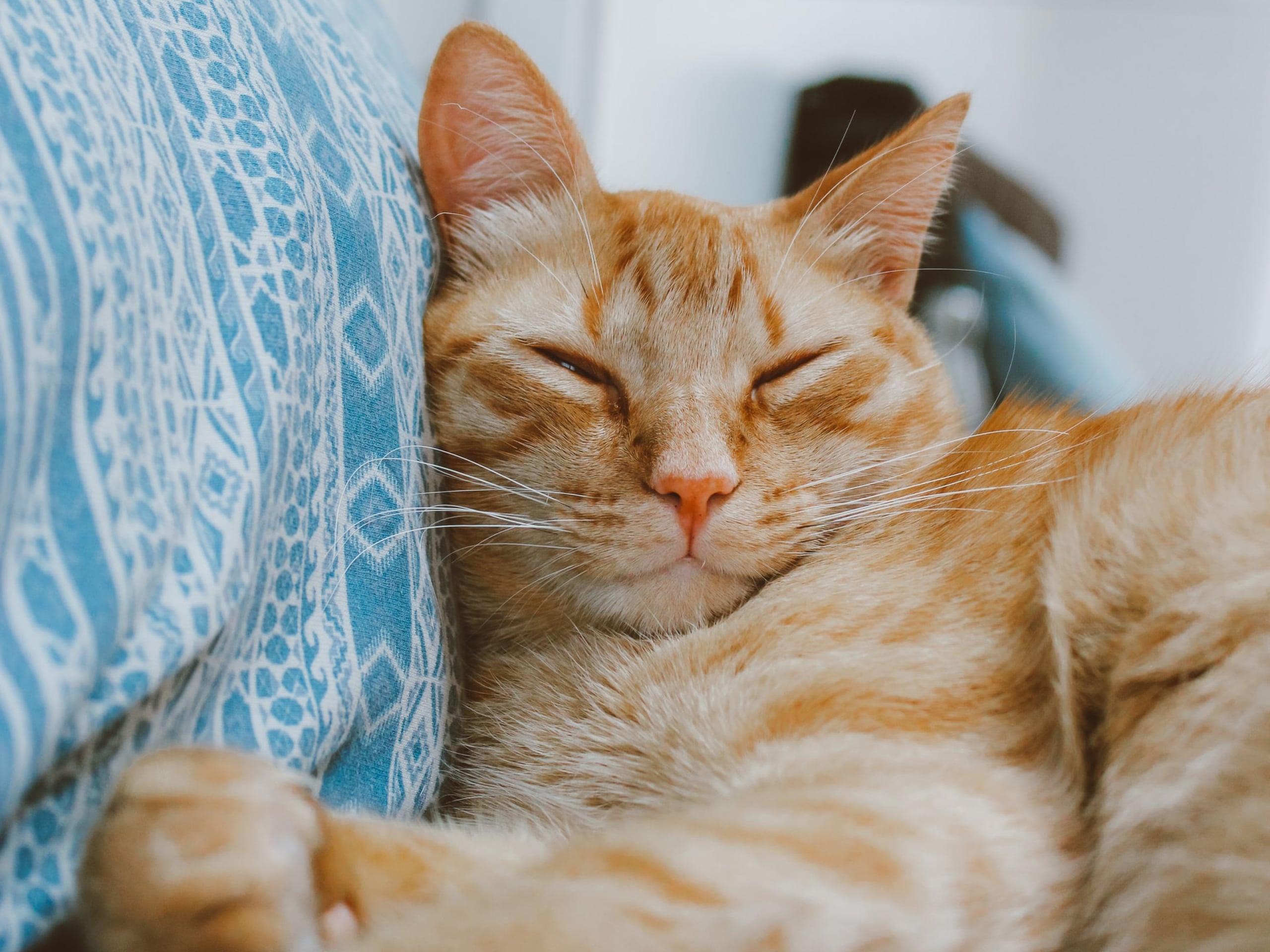 Photo of a sleeping orange cat’s face.