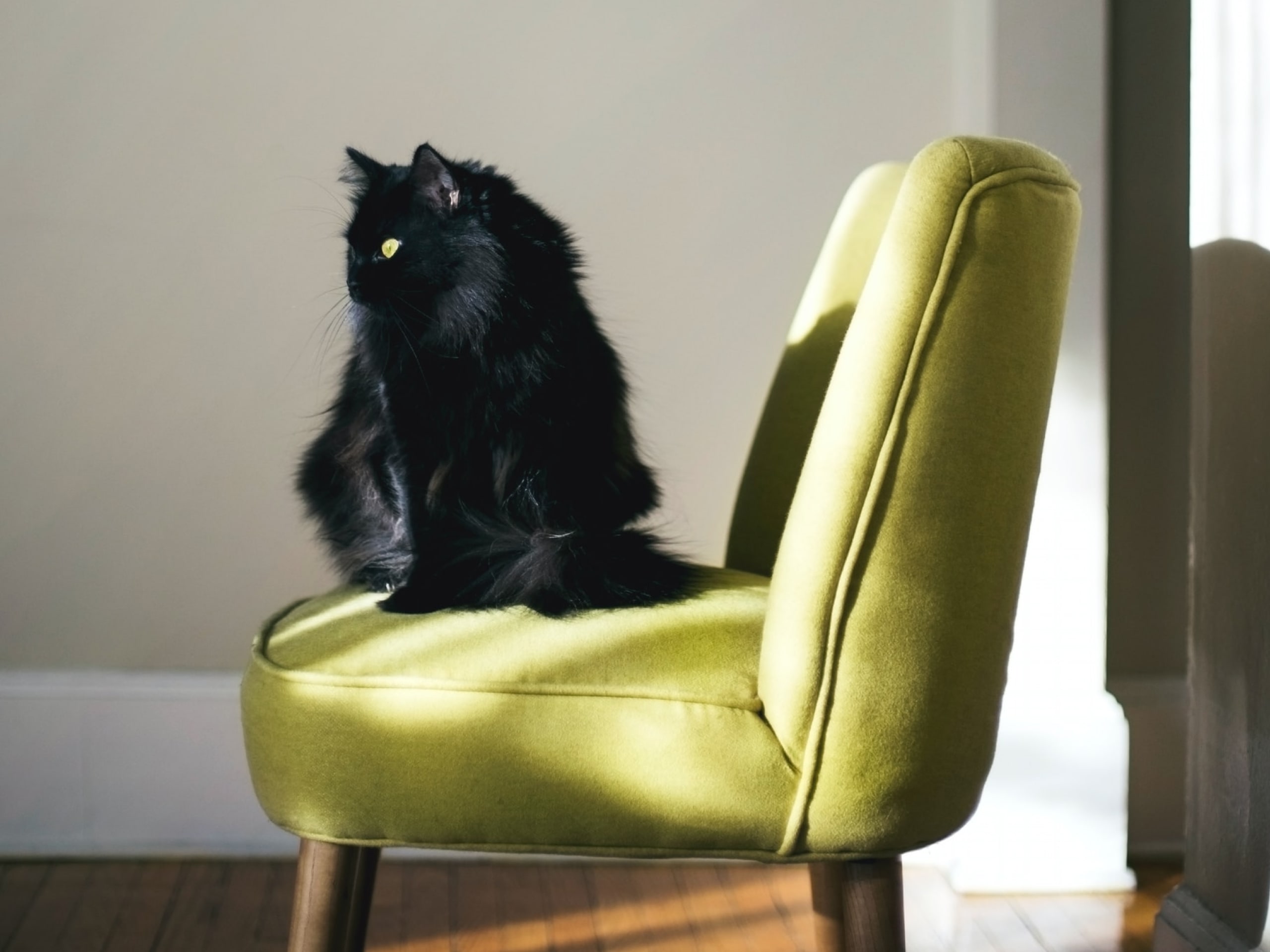 A photo of a black cat who is sitting on a green chair