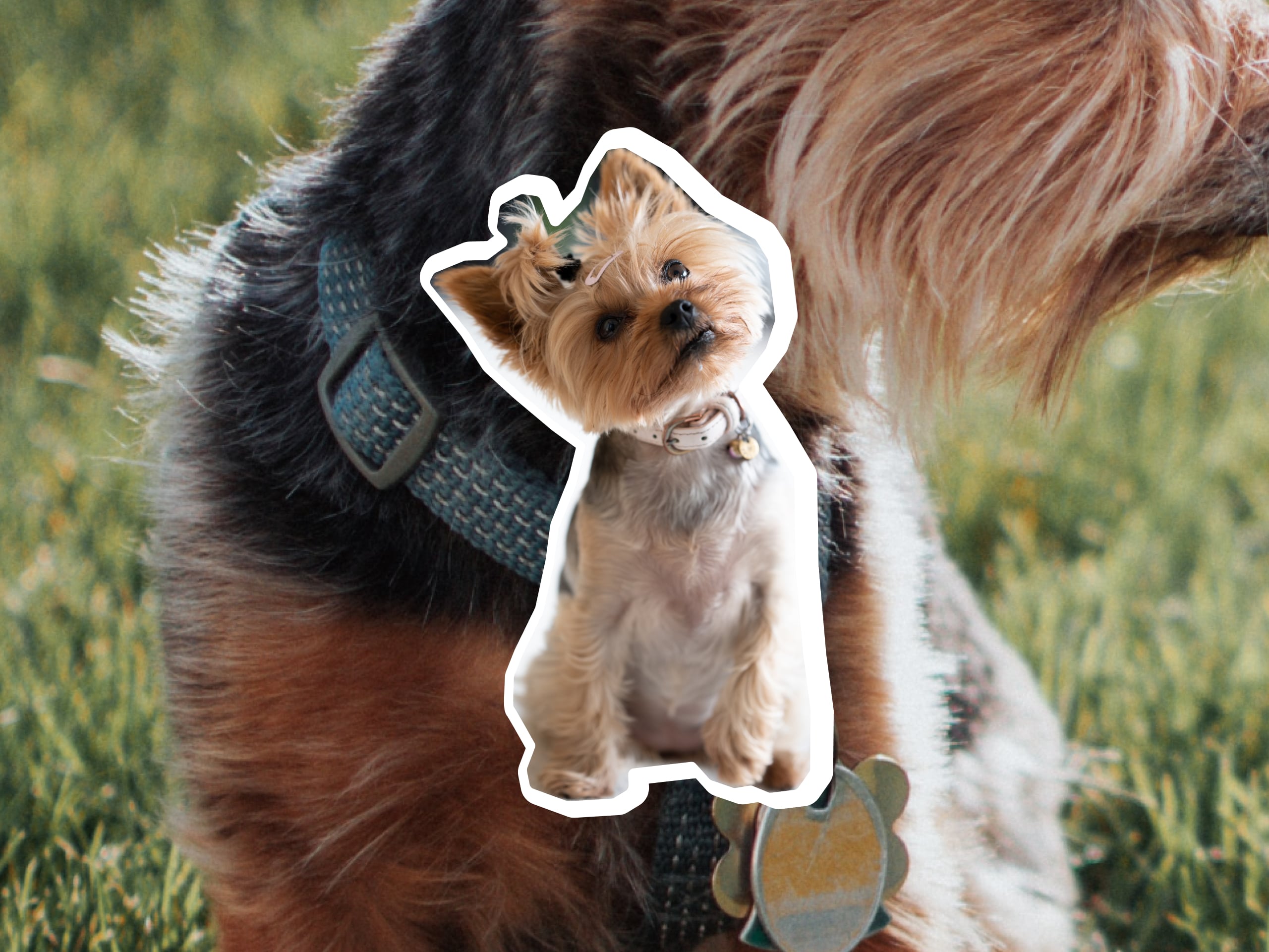 A yorkie dog sitting with their head tilted