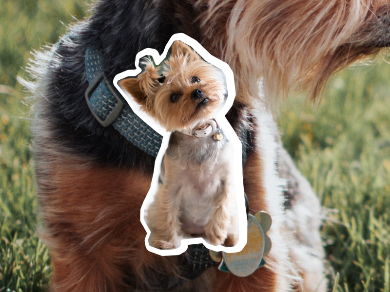 A yorkie dog sitting with their head tilted