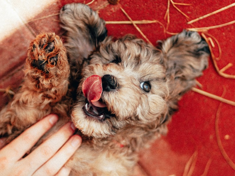 A photo of a dog who has their tongue out while laying on their back