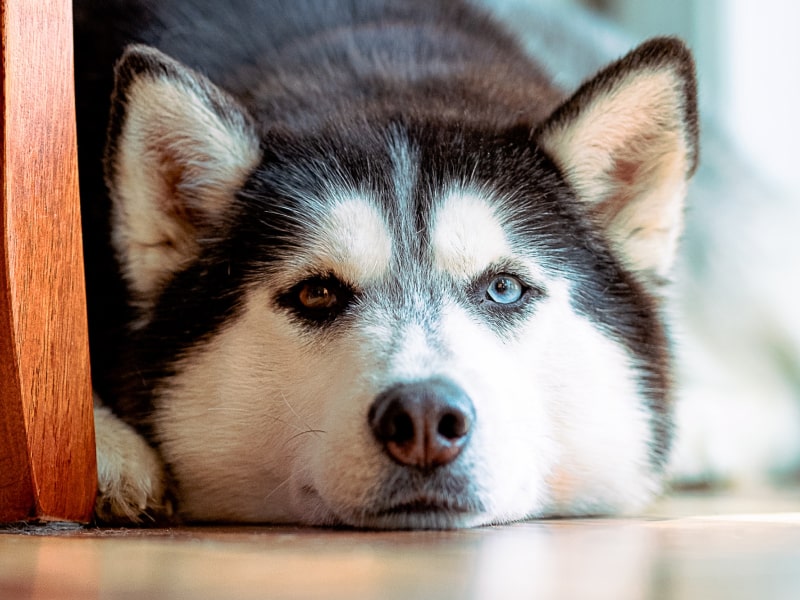 A husky resting his head on the floor