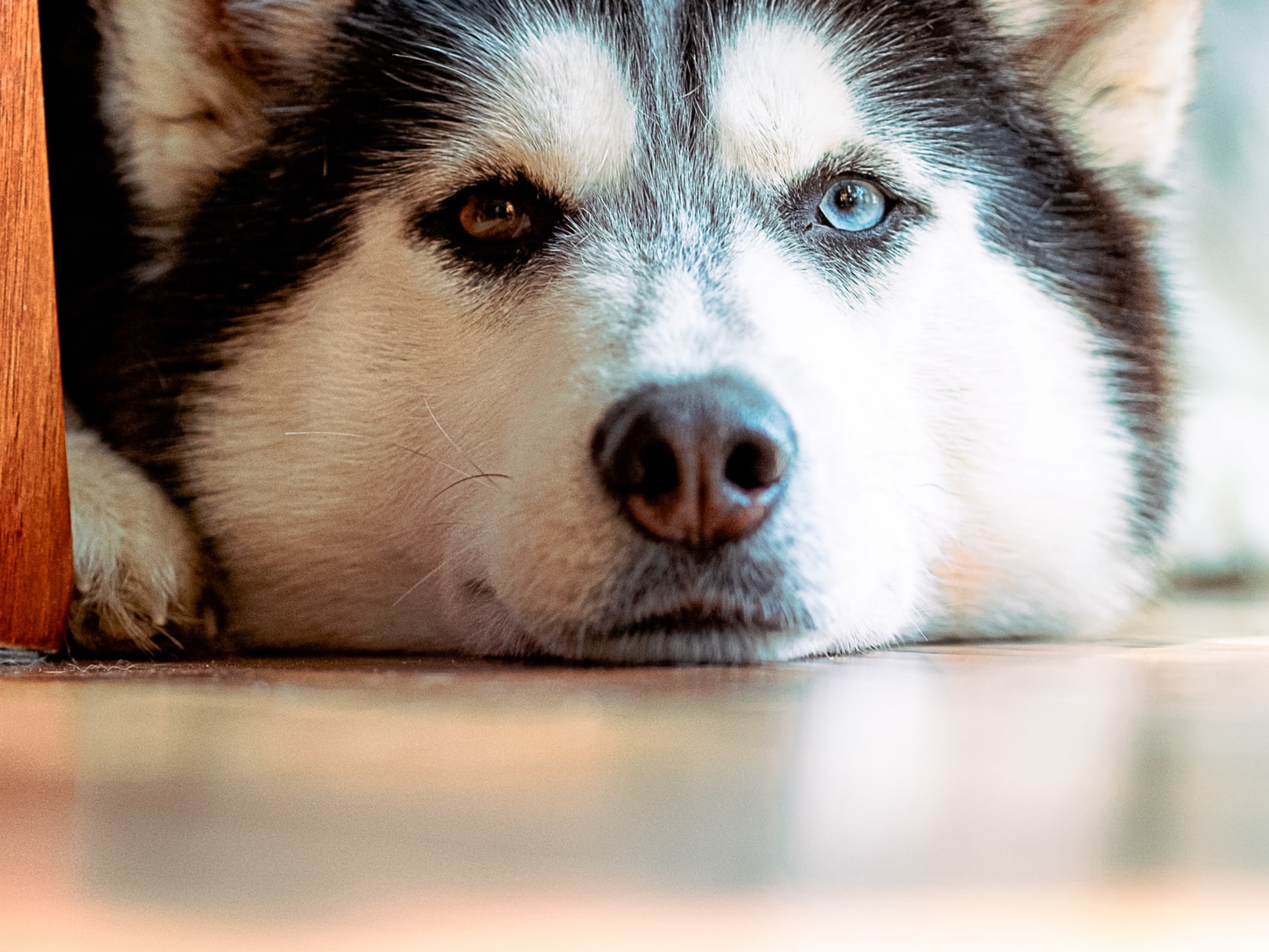 A husky resting his head on the floor