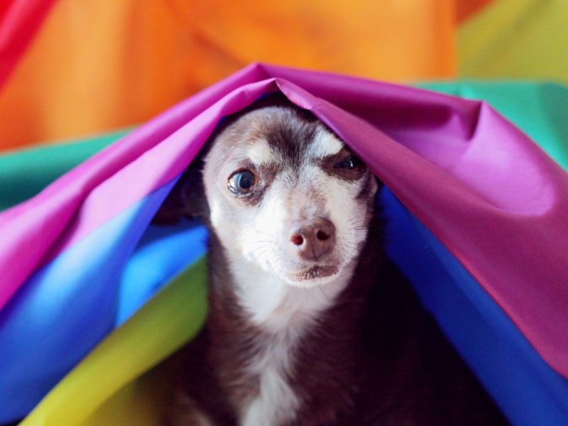 A photo of a dog underneath a Pride flag