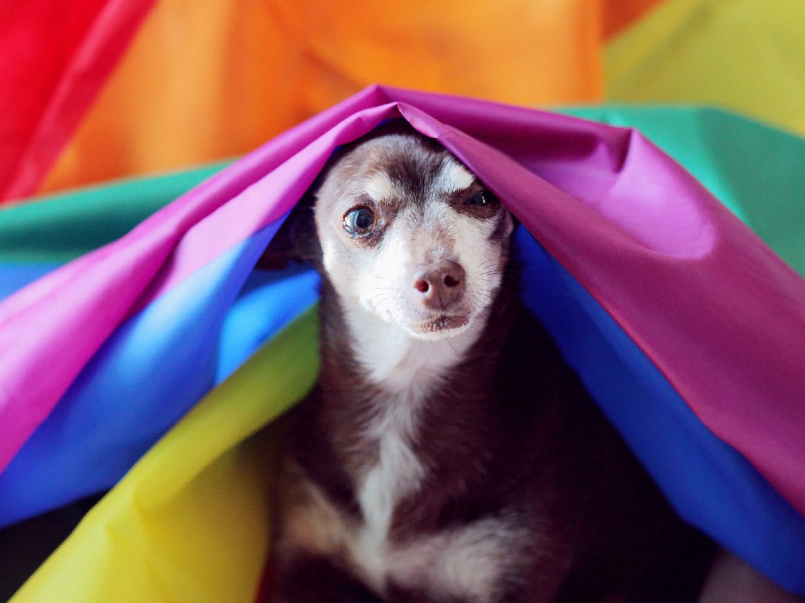 A photo of a dog underneath a Pride flag