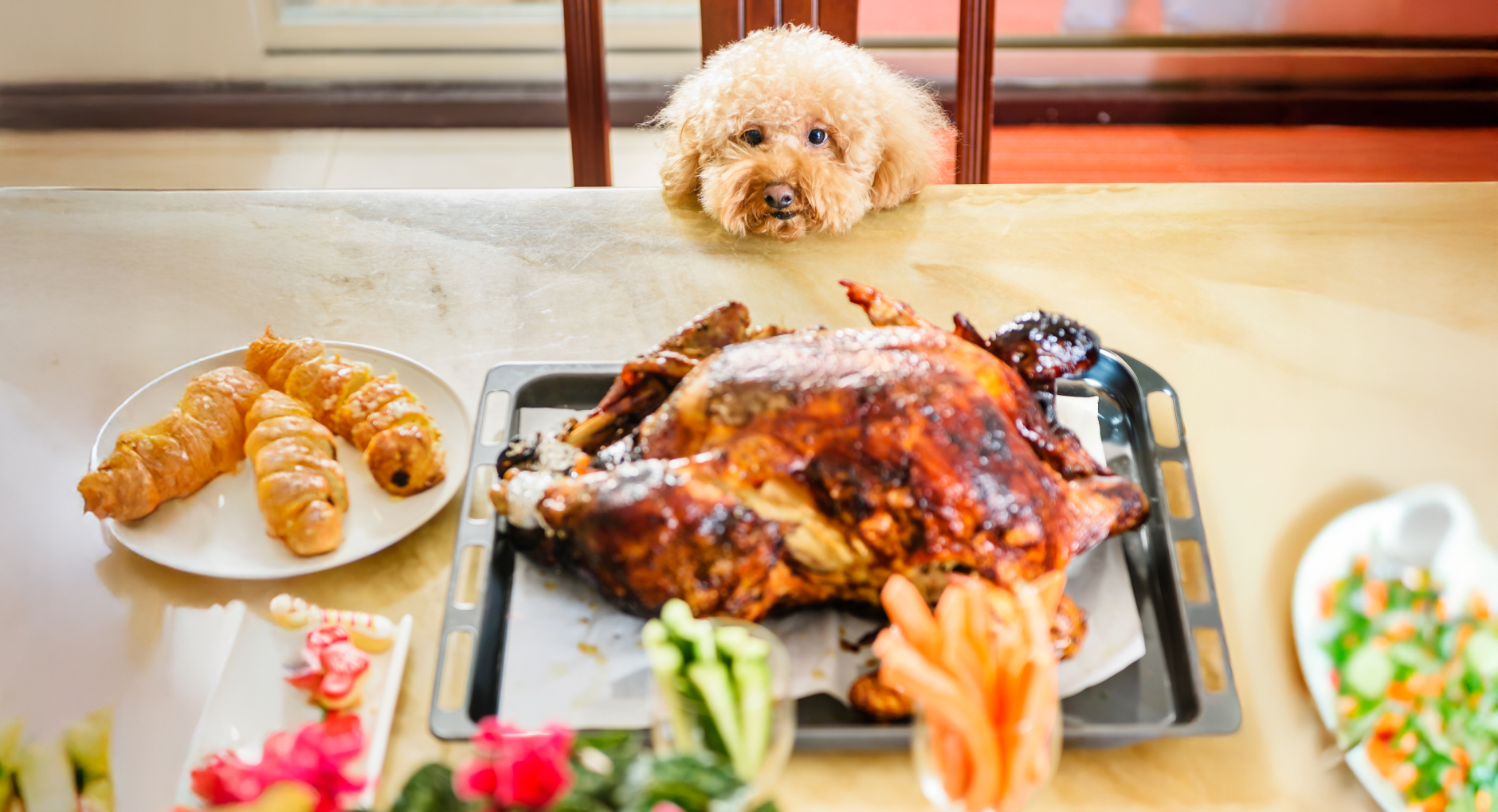A fluffy beige dog looking at a table set with a turkey and other foods.