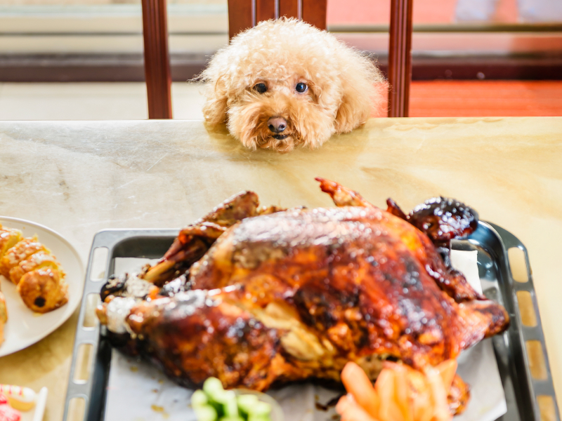 A fluffy beige dog looking at a table set with a turkey and other foods.