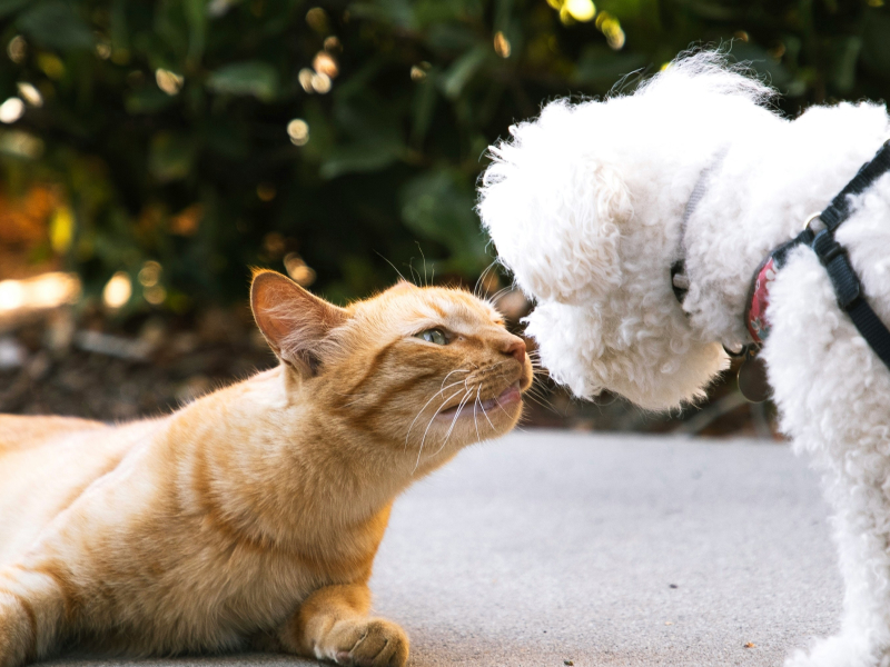 An orange cat and a white poodle sniffing each other 