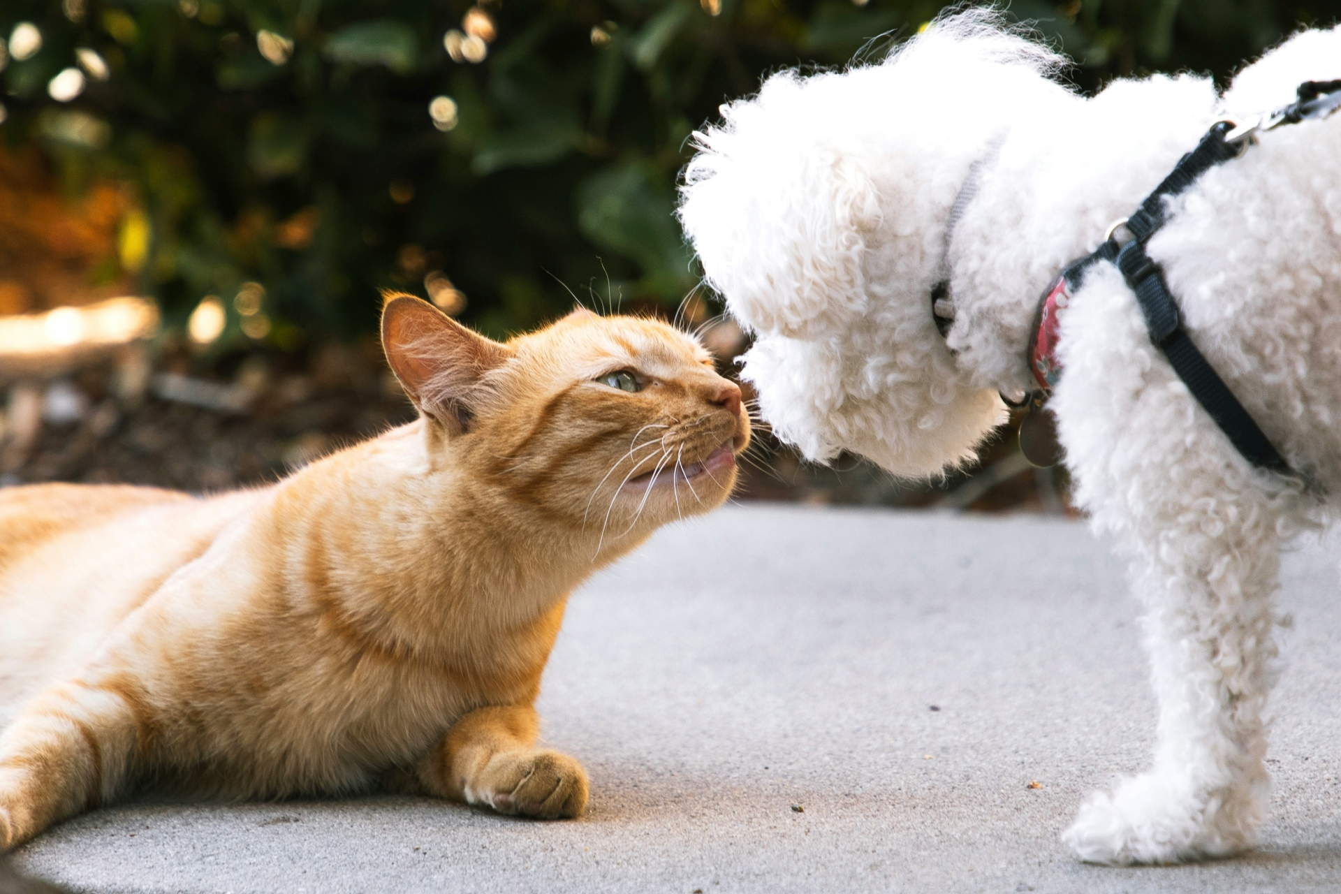 An orange cat and a white poodle sniffing each other 