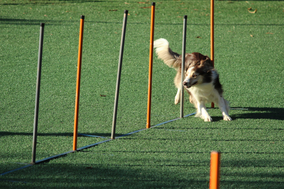 An adult collie running through an obstacle course
