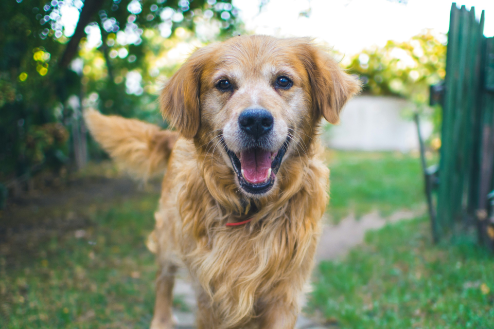 A golden dog standing outside with his mouth open. 