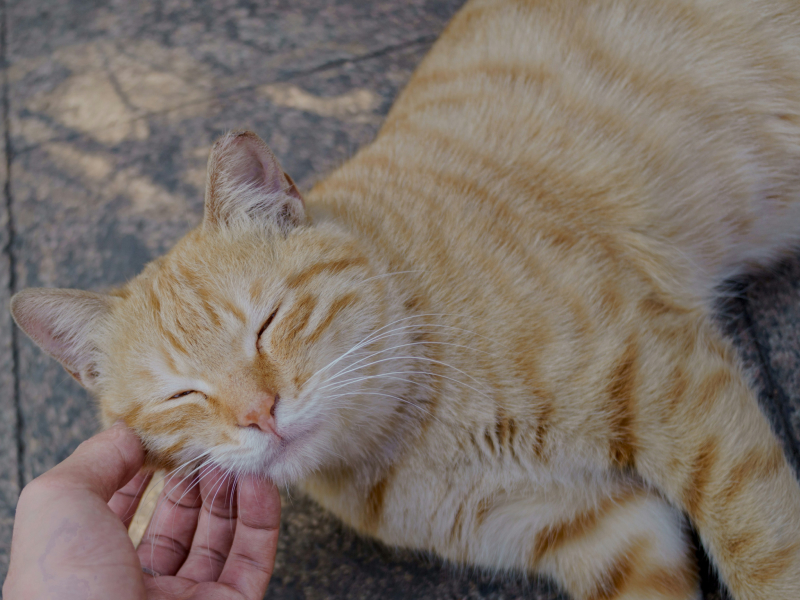 A happy orange cat getting pets