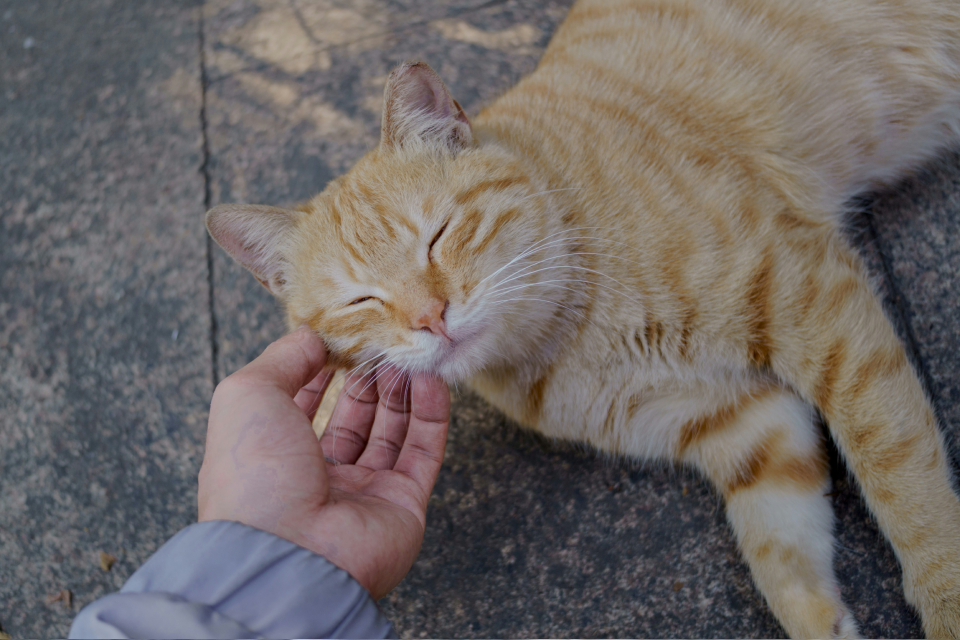 A happy orange cat getting pets