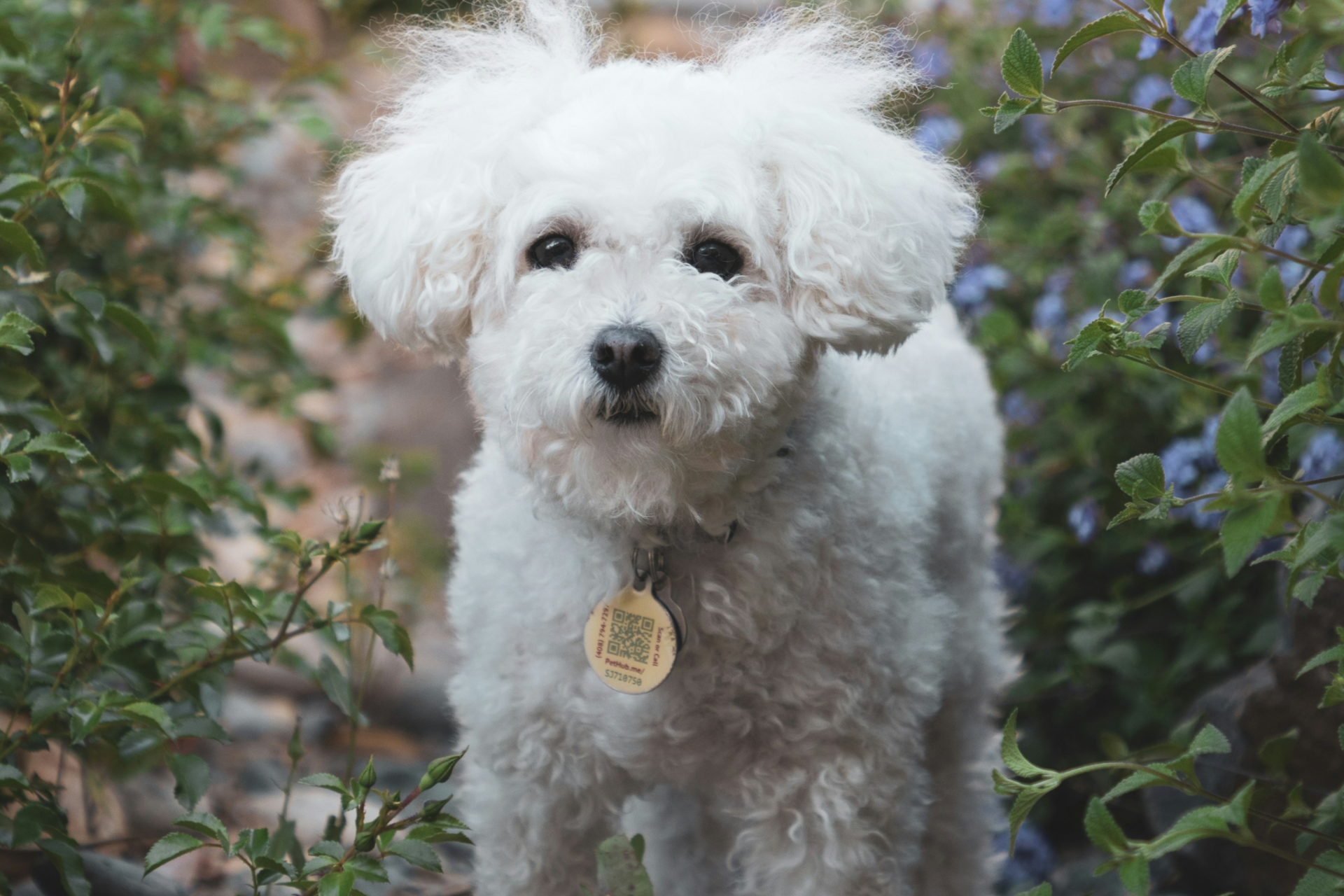 A small white dog standing outside next to flowers