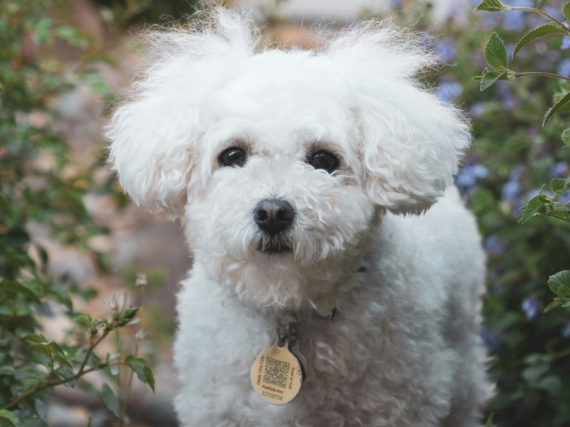 A small white dog standing outside next to flowers