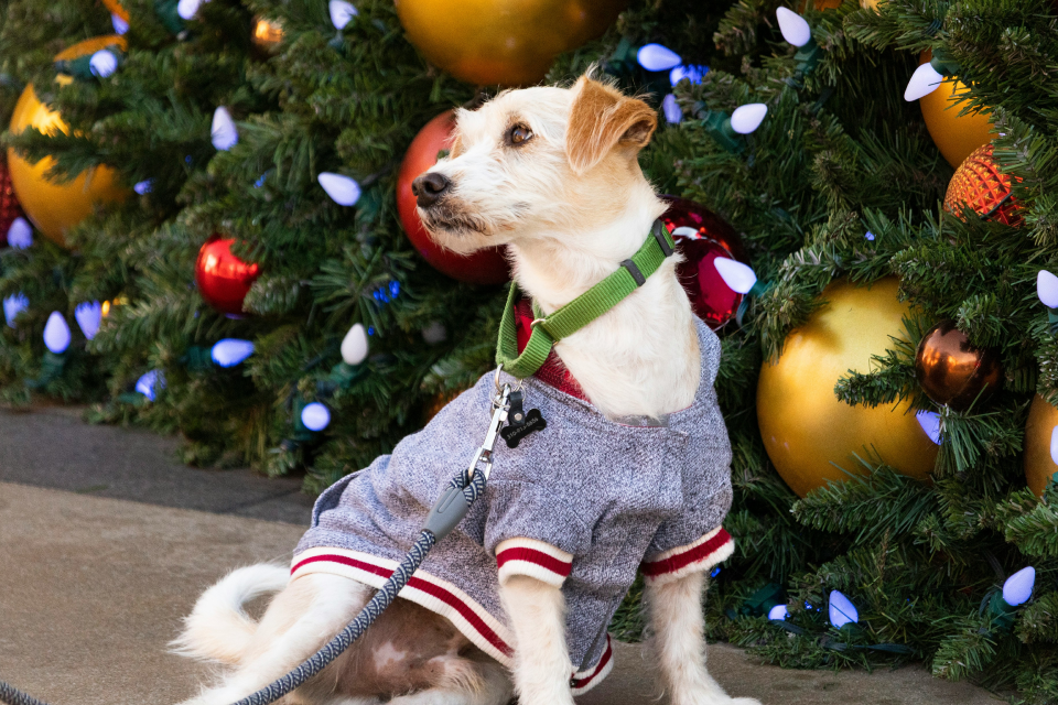 A dog wearing a sweater and leash in front of a christmas tree 