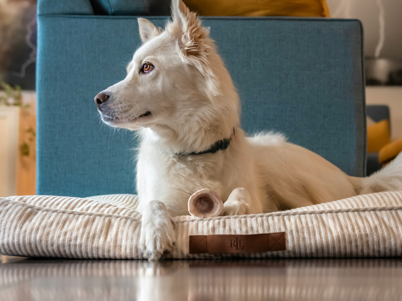 A white dog laying on a pillow on the floor