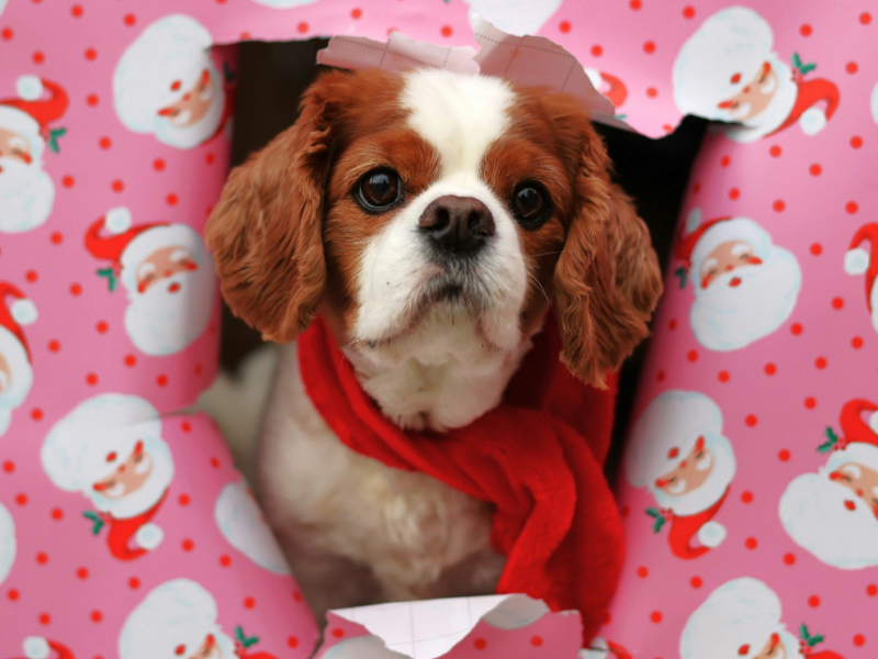 A brown and white dog peeking through Christmas wrapping paper 