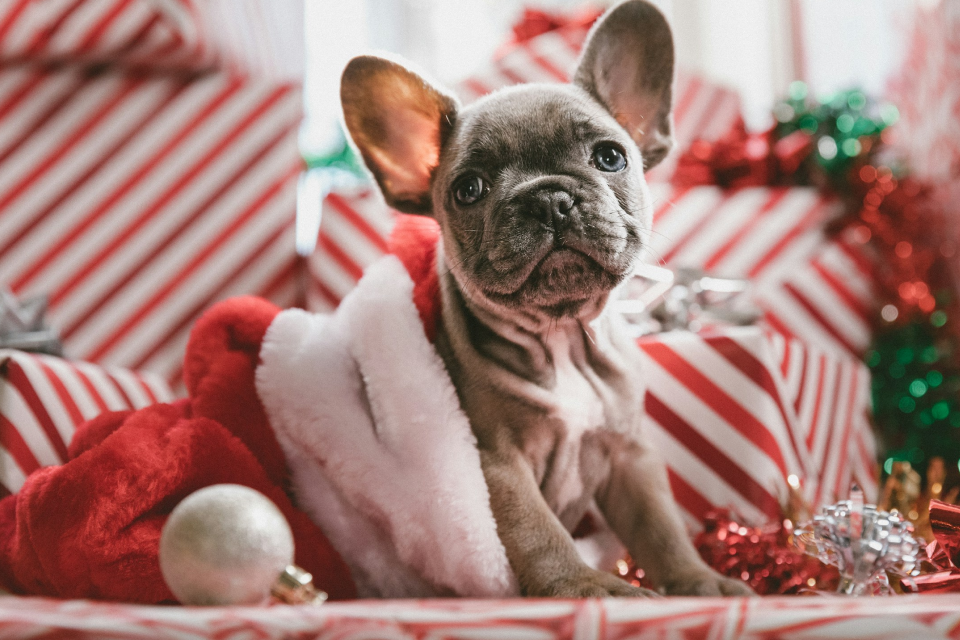 Grey French Bulldog puppy in a Santa hat