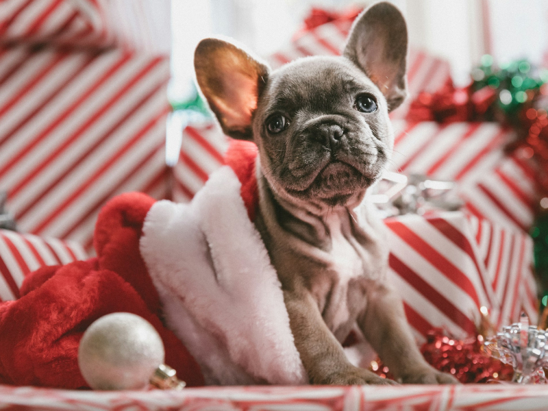 Grey French Bulldog puppy in a Santa hat