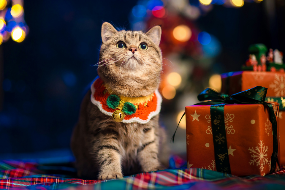 A striped cat sitting next to a pile of presents